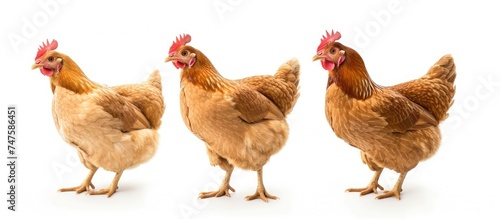 A group of three hens standing side by side, isolated on a white background.