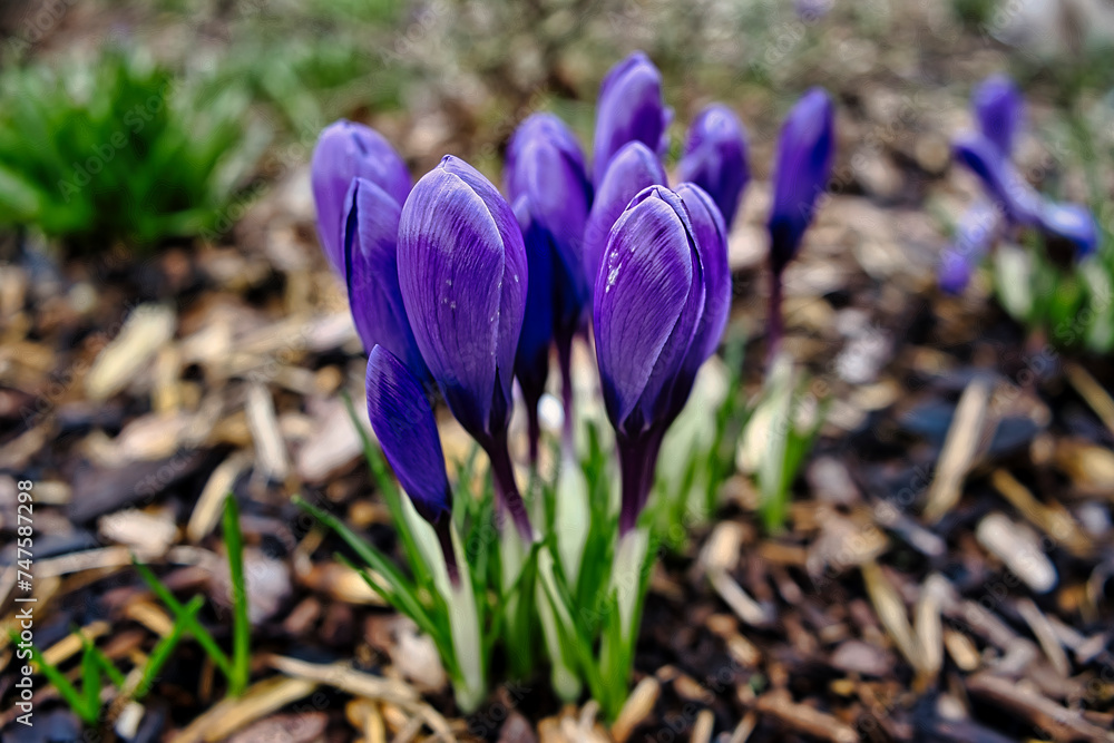 A bunch of purple crocuses on the meadow A bunch of purple crocuses on the meadow