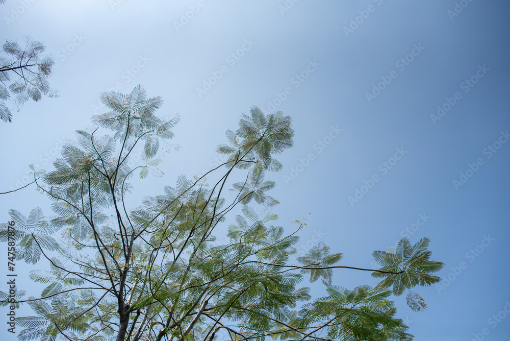 Green branches of tree in sunny day Green branches of tree in sunny day