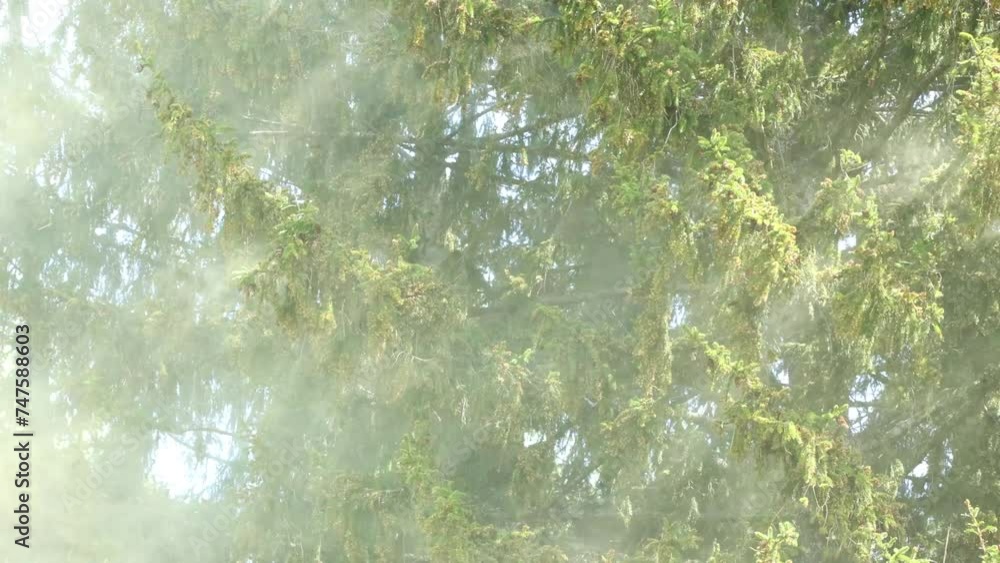 A large cloud of lime-green pollen flying from a Norway spruce on a spring day in Estonia, Northern Europe A large cloud of lime-green pollen flying from a Norway spruce on a spring day in Estonia, Northern Europe