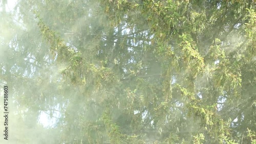 A large cloud of lime-green pollen flying from a Norway spruce on a spring day in Estonia, Northern Europe
