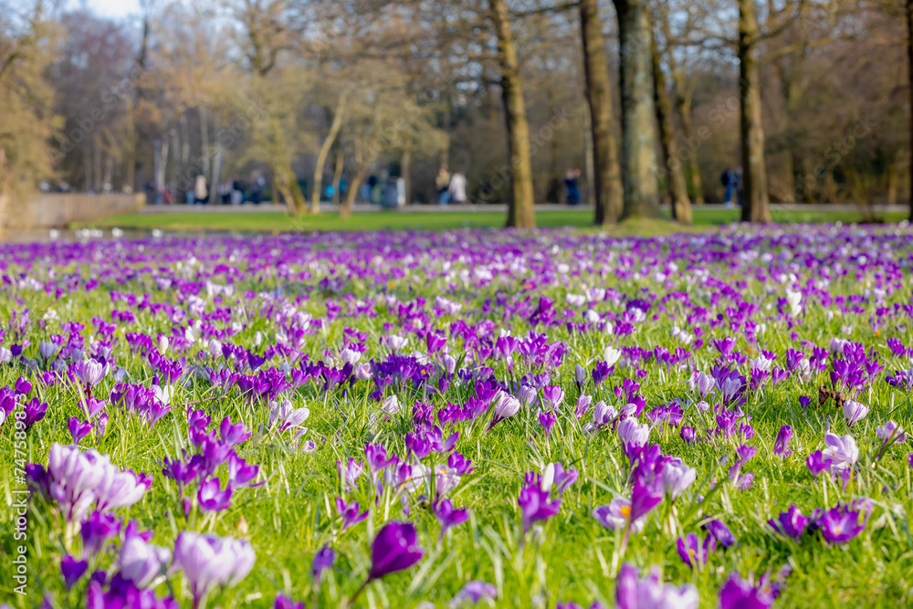 Selective focus a group of multicolour white purple crocus on green grass meadow in the park lawn, The flowers are one of the brightest and earliest spring bloom, Nature floral background, Netherlands Selective focus a group of multicolour white purple crocus on green grass meadow in the park lawn, The flowers are one of the brightest and earliest spring bloom, Nature floral background, Netherlands