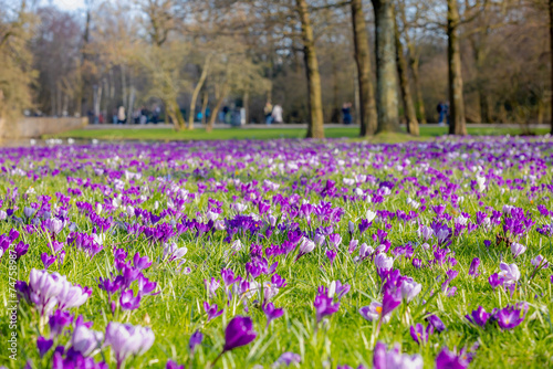 Selective focus a group of multicolour white purple crocus on green grass meadow in the park lawn, The flowers are one of the brightest and earliest spring bloom, Nature floral background, Netherlands