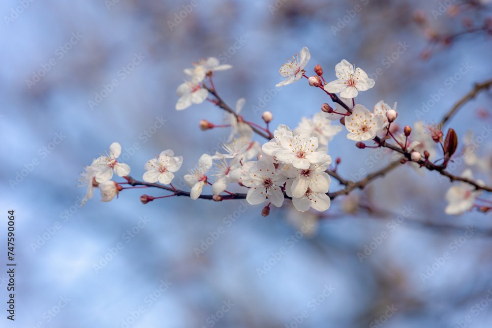 Selective focus of beautiful branches of white Cherry blossoms on the tree under blue sky, Beautiful Sakura flowers during spring season in the park, Floral pattern texture, Nature floral background. Selective focus of beautiful branches of white Cherry blossoms on the tree under blue sky, Beautiful Sakura flowers during spring season in the park, Floral pattern texture, Nature floral background.