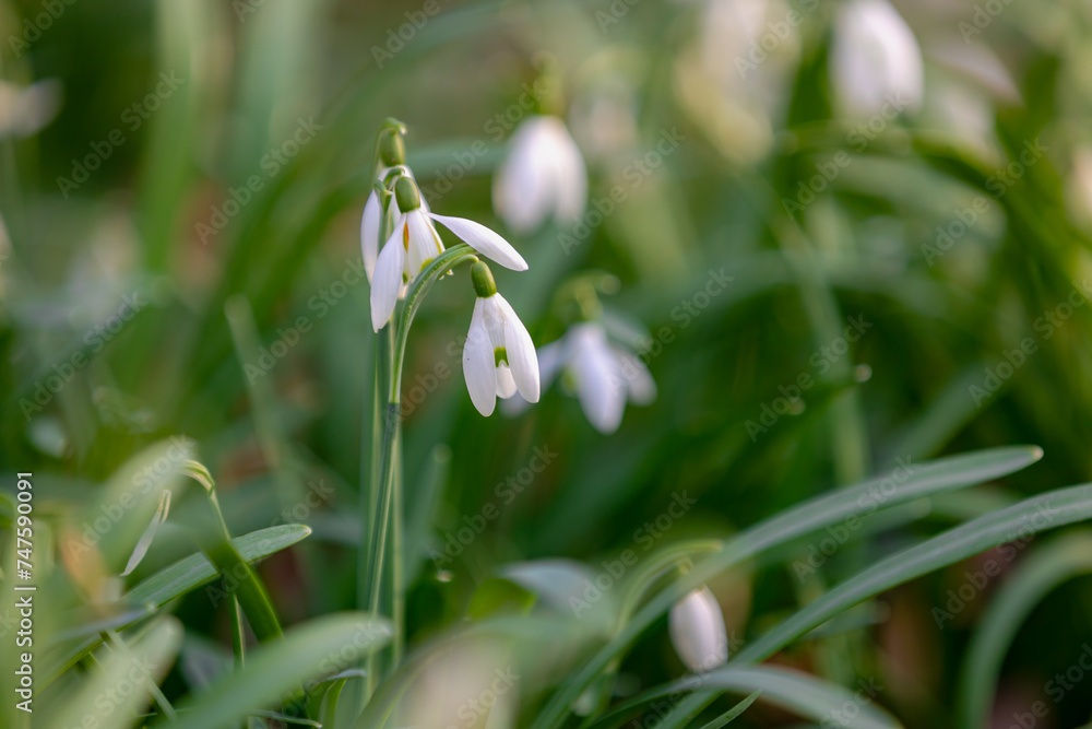 Selective focus group of white small flower, Galanthus nivalis growing on the ground, Snowdrop is the best known and most widespread of the 20 species in its genus, Galanthus, Nature floral background Selective focus group of white small flower, Galanthus nivalis growing on the ground, Snowdrop is the best known and most widespread of the 20 species in its genus, Galanthus, Nature floral background