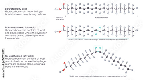 Saturated versus unsaturated fatty acids vector illustration scientific graphic diagram