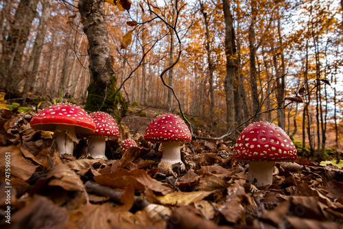Gruppo di funghi rossi Amanita in sottobosco autunnale photo