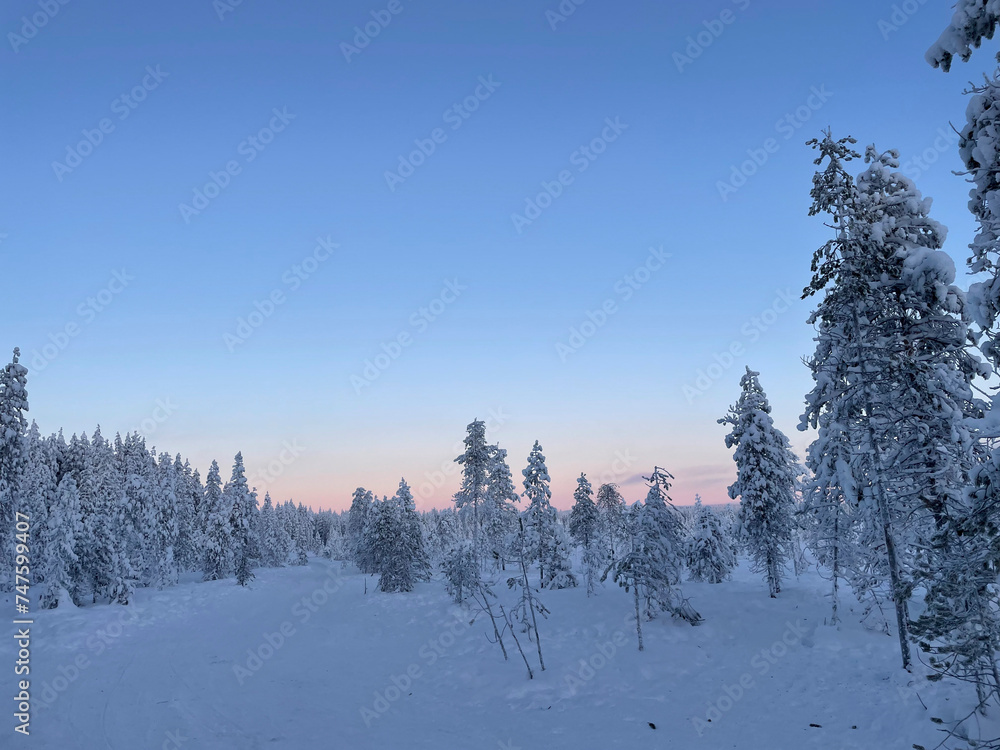 White snowy landscape on a beautiful lapland forest in a blue sunset sky in Finland