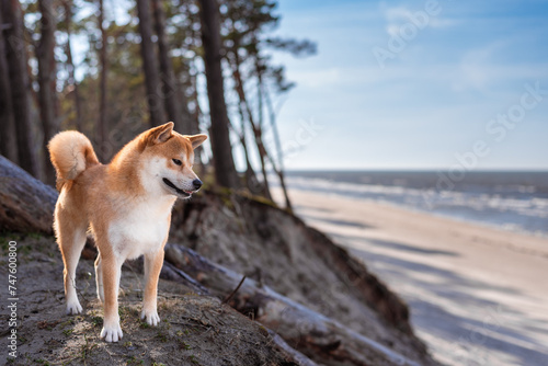 Fototapeta Naklejka Na Ścianę i Meble -  A red shiba inu dog is standing on the sand dune on the Baltic sea beach in Bernati, Latvia in the end of winter