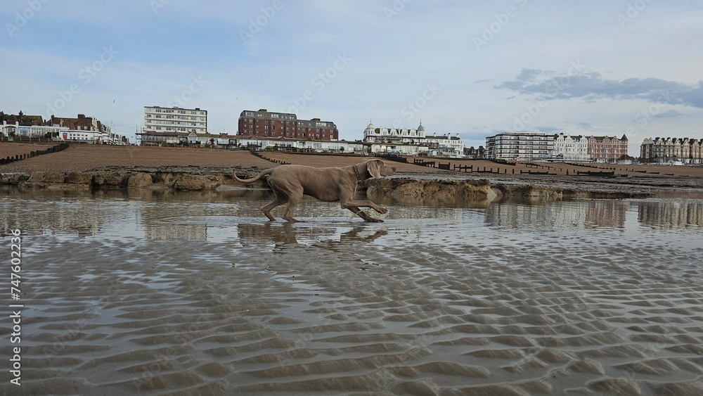 Weimaraner Dog posing on the beach in Bexhill, East Sussex