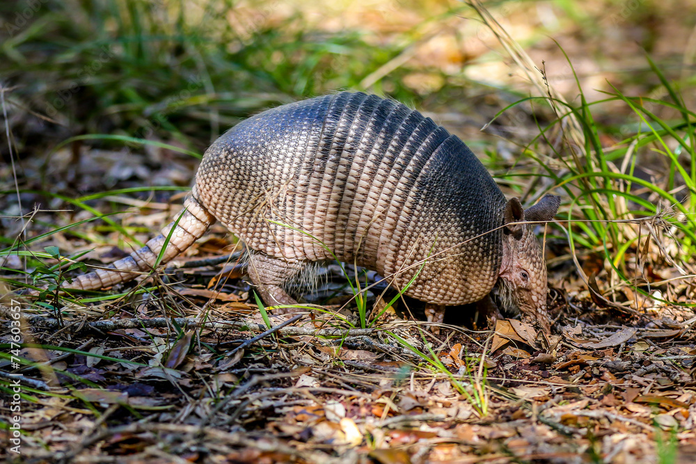 Armadillo Scurrying for Food in the Woods in Central Florida in Nature Preserve with Green Grass and Leaves on the Ground Full body including tail Armadillo Scurrying for Food in the Woods in Central Florida in Nature Preserve with Green Grass and Leaves on the Ground Full body including tail