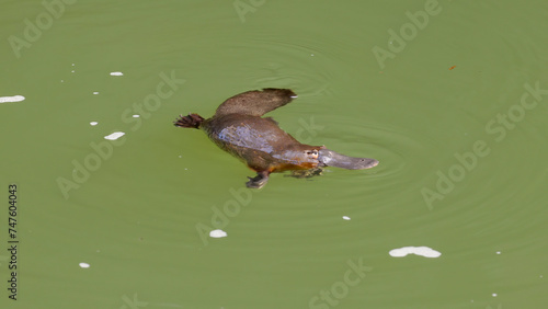 a platypus chews a food item on the surface of a pool at eungella national park of queensland, australia
