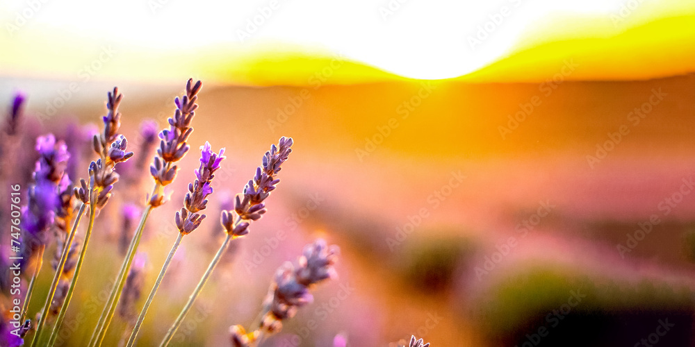 Obraz premium Lavendel Feld im Sonnenuntergang 