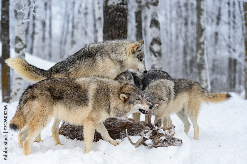 Grey Wolf Pack (Canis lupus) Climbs on Body of White-Tail Deer Winter