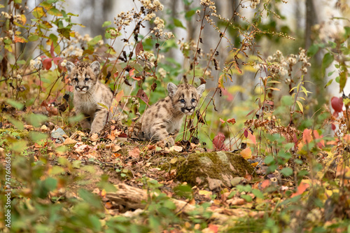 Cougar Kittens (Puma concolor) Looks Out From Amongst Weeds Autumn