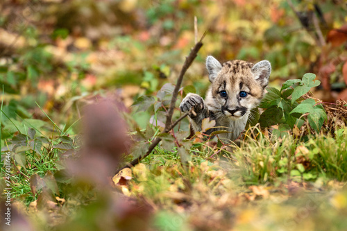 Cougar Kitten  Puma concolor  Paw Up Looking Out Autumn