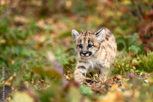 Cougar Kitten (Puma concolor) Steps Forward Across Ground Autumn