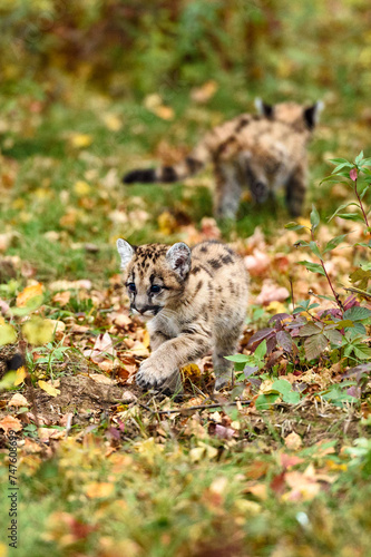 Cougar Kittens (Puma concolor) Pass on Trail Autumn