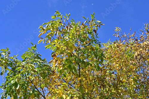 Autumn leaves of a walnut tree.