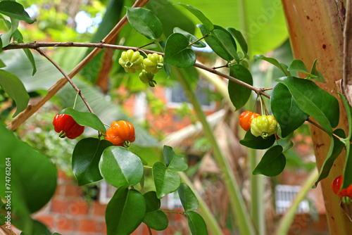 Ripe pitanga fruit on the tree pitanga is the fruit of the cherry tree a dicotyledonous plant from