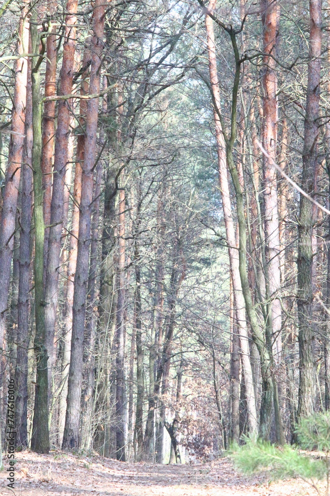 Fototapeta premium walk in the woods