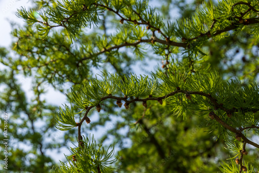 Fototapeta premium soft green needles on larch in spring, close-up