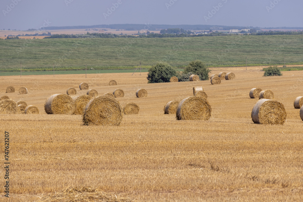 Fototapeta premium stacks of wheat straw in the field after harvest