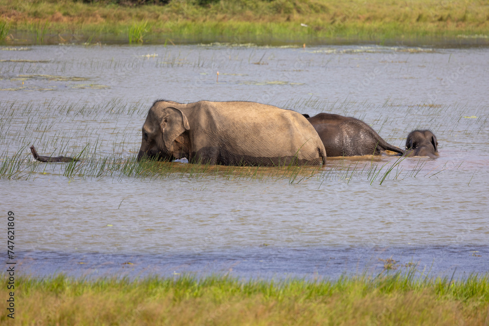 Herd of elephants wading through open water in natural native habitat, Yala National Park, Sri Lanka Herd of elephants wading through open water in natural native habitat, Yala National Park, Sri Lanka
