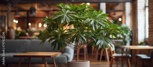 A Schefflera arboricola potted plant with large leaves sits on top of a wooden table, adding greenery to the interior space. photo