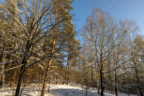 snow-covered land and trees in the forest