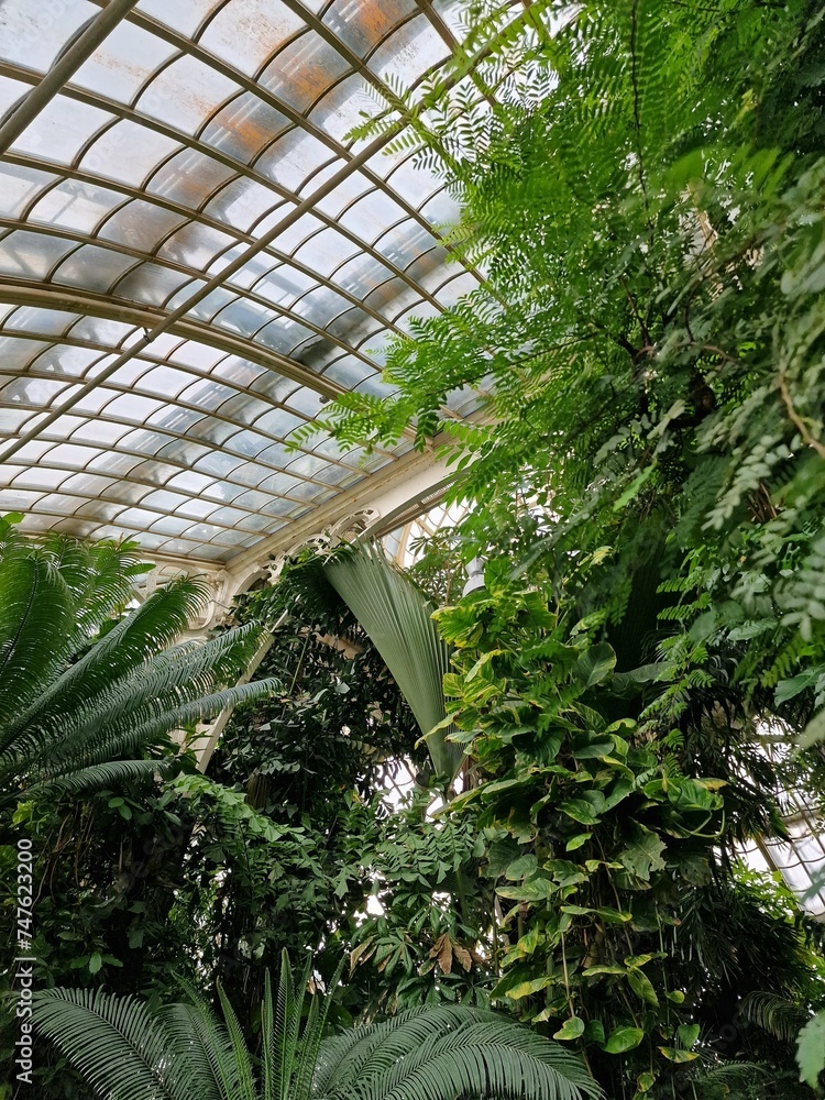 Tropical plants growing under the roof