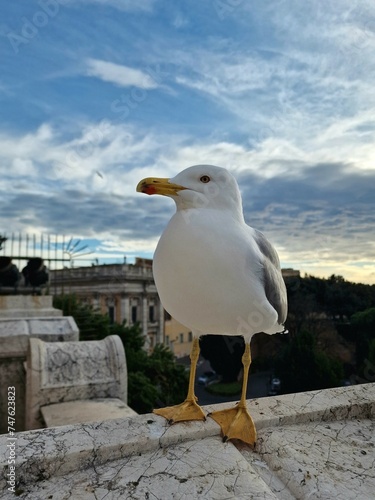 Seagull in the city close-up