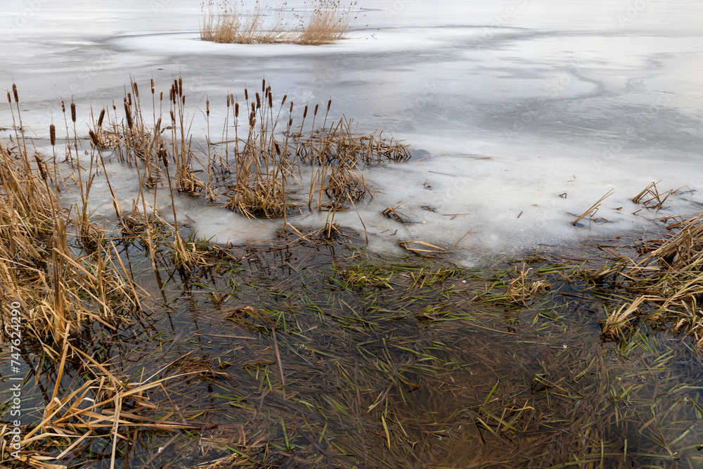 old grass and foliage in puddles after thaw and snowmelt old grass and foliage in puddles after thaw and snowmelt