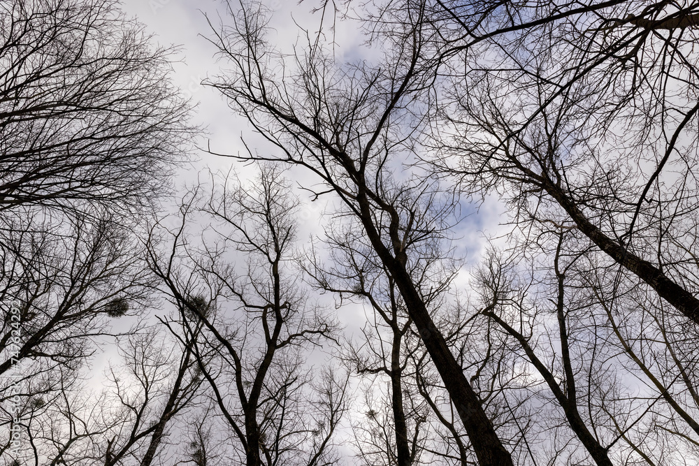 maple trees without foliage in the winter season in the forest maple trees without foliage in the winter season in the forest