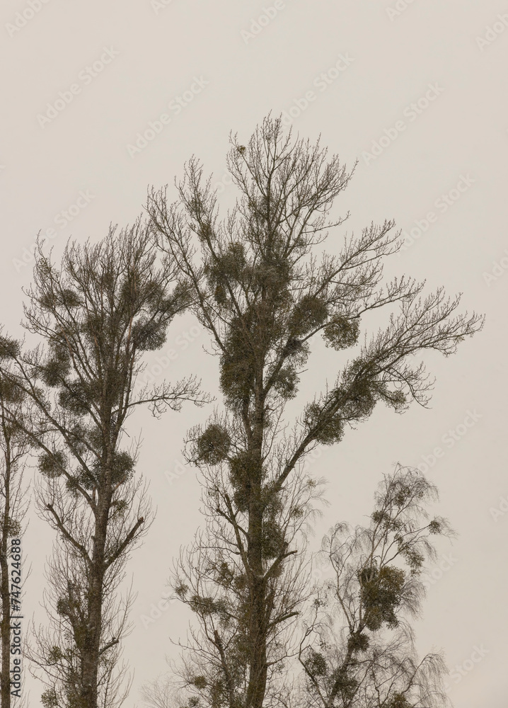 Obraz premium deciduous trees without foliage in winter during a snowstorm