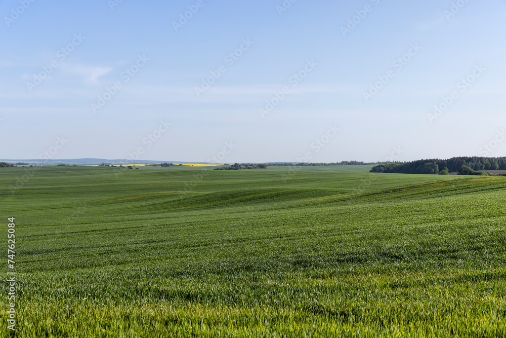 grass growing near the forest in the summer