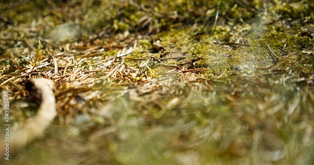 Ant Colony On Mossy Ground Under Sunlight Ant Colony On Mossy Ground Under Sunlight