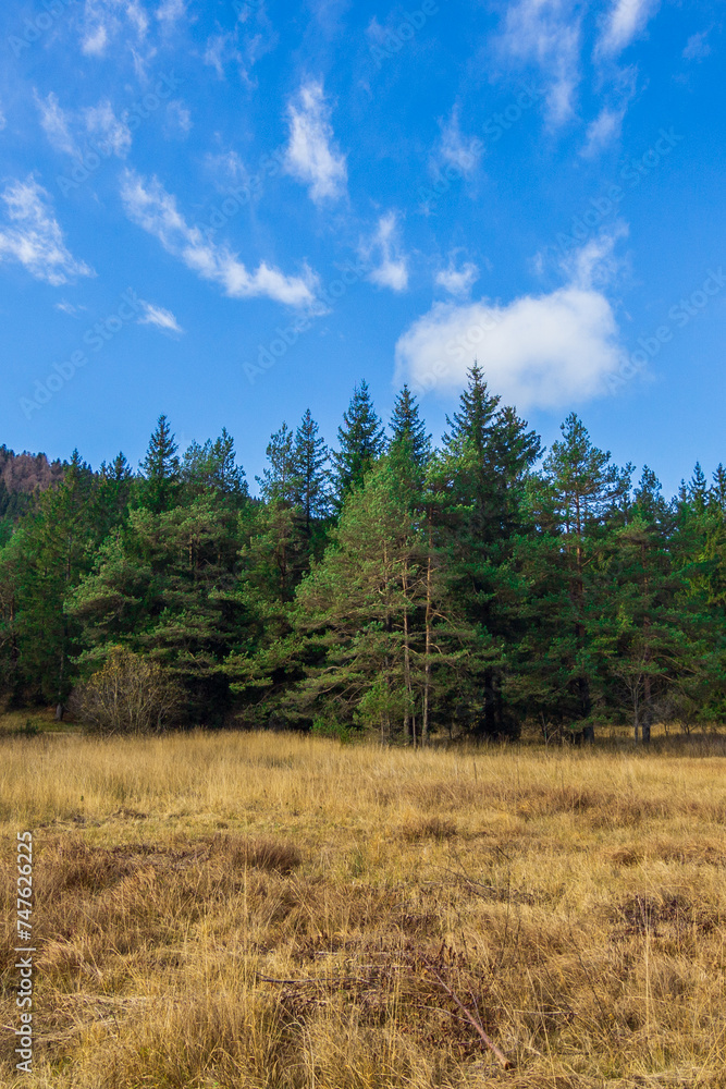 A forrest and the blue sky. A patch of yellow-brown grass before the pine woods start. Interesting blue sky with cloud formations above the mysterious trees.