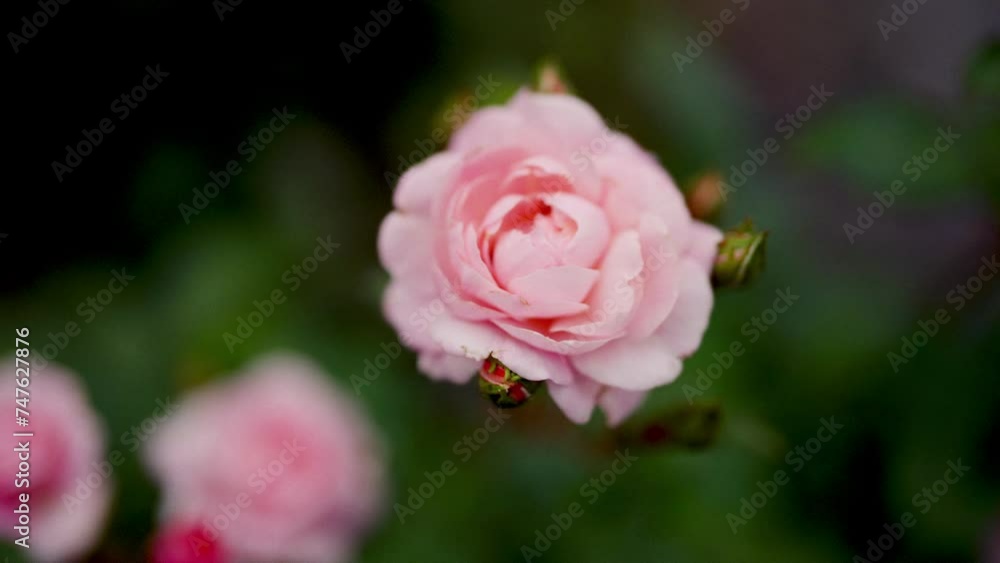 Vibrant Pink Rose In Full Bloom With Leafy Bokeh Vibrant Pink Rose In Full Bloom With Leafy Bokeh