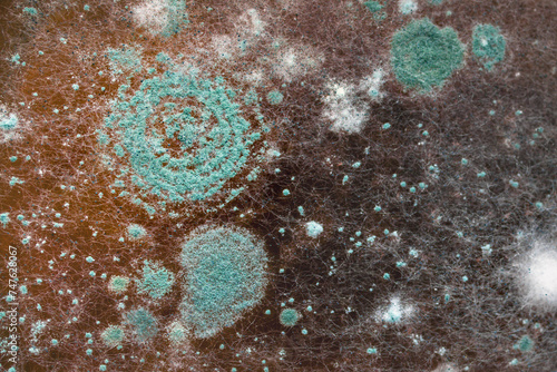 Mold on the surface of the brownish liquid.