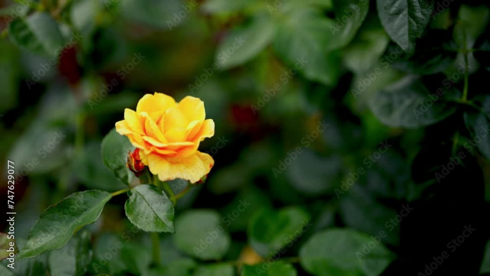 Close-Up Of Bright Yellow Rose With Visible Bud Close-Up Of Bright Yellow Rose With Visible Bud