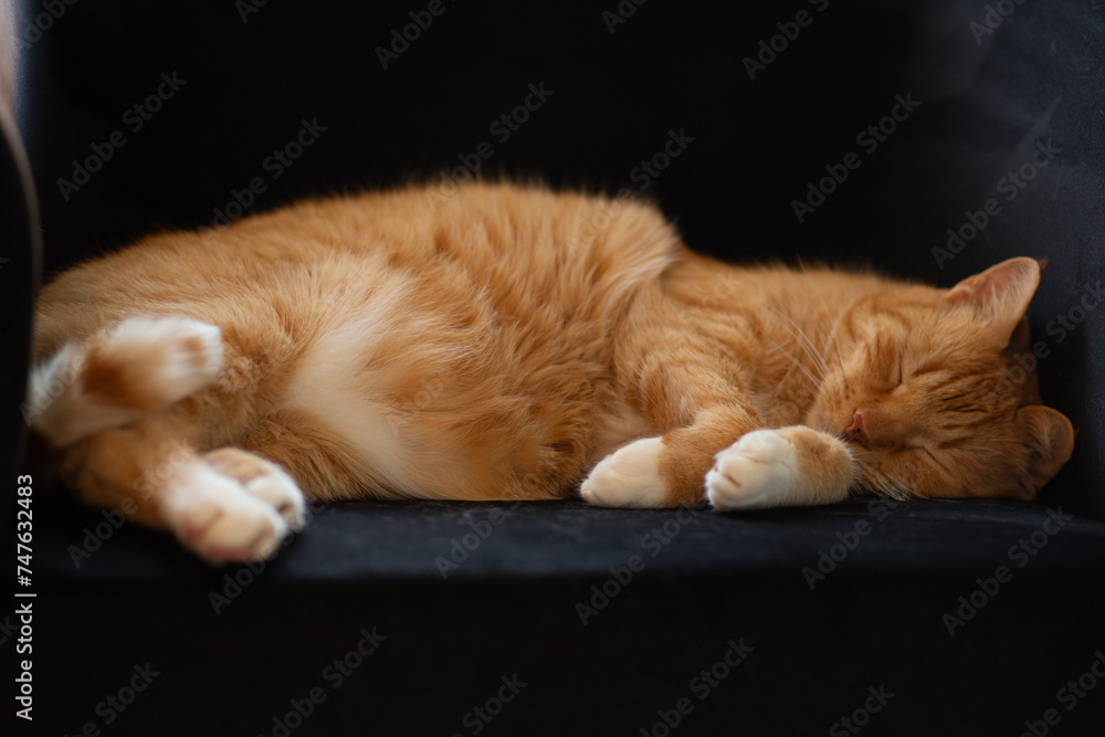 Śpiący rudy kotek - obrazy, fototapety, plakaty 