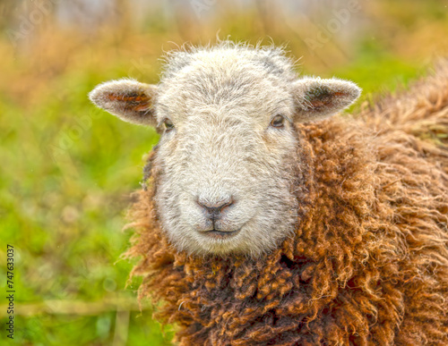 Herdwick sheep grazing in the grass photo