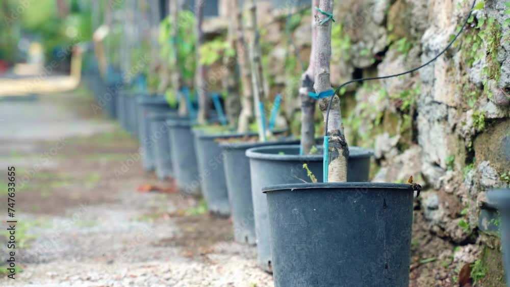 Open garden space for cultivation of different fruits trees, vegetables and blooming plants, young tree sprouts growing in plastic pots with organic loam and hanging paper label including the name of Open garden space for cultivation of different fruits trees, vegetables and blooming plants, young tree sprouts growing in plastic pots with organic loam and hanging paper label including the name of