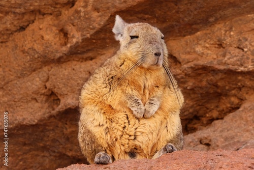 Vizcacha in Bolivia  photo