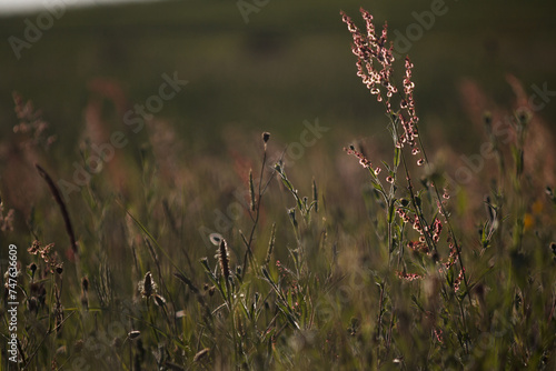 Flores y hierbas en un campo con el fondo desenfocado