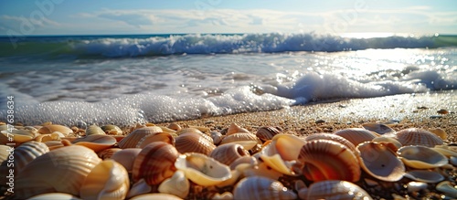 Numerous Sea Tobo shells scattered on the sandy beach during a serene afternoon.