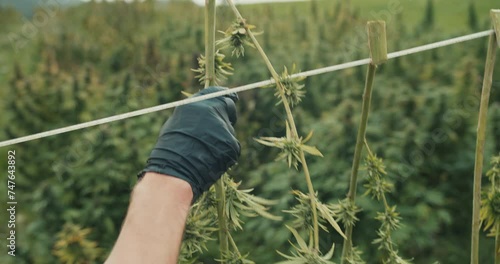 Cannabis plants during harvest - Medicinal Marihuana, CBD production in Austria