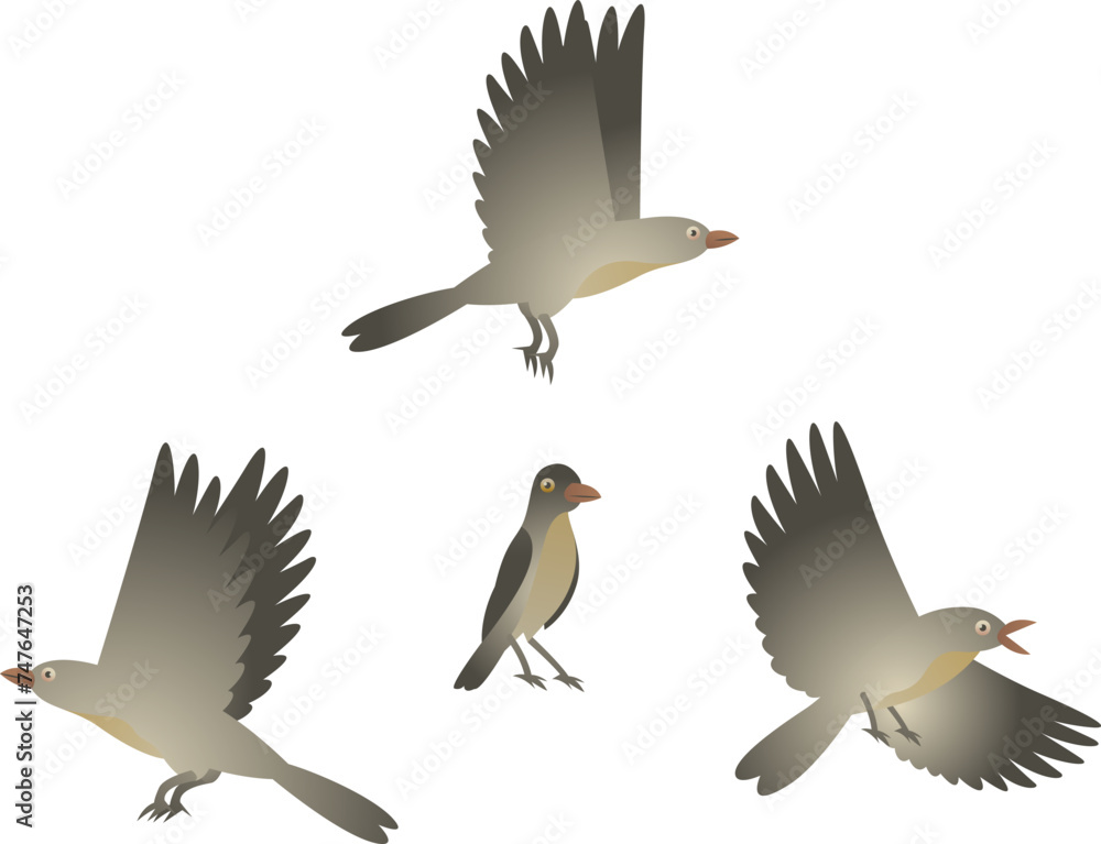 Obraz premium Vector color illustration of oxpeckers. African wild oxpecker bird isolated on white background. Sitting and flying small birds in different poses.