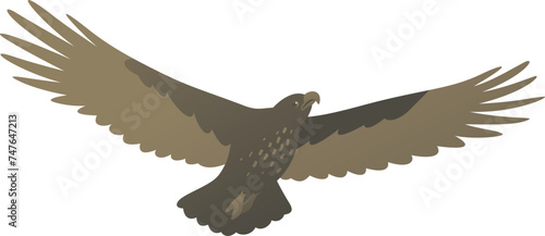 Vector color illustration of flying eagle. African carnivorous birds of prey isolated on white background. Predatory bird. Wildlife of Africa.